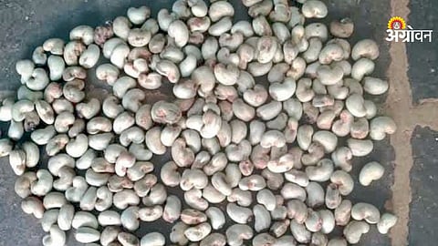 Cashew Seeds