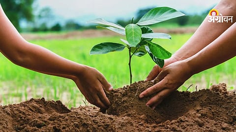 Tree Plantation