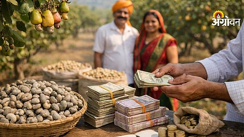 Cashew Farmer Subsidy