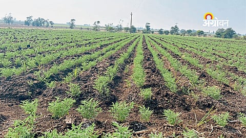 How to improve soil fertility with chickpea cultivation