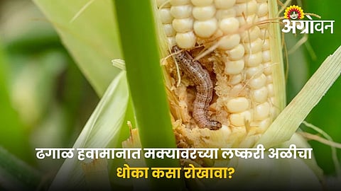 Maize Pest Management