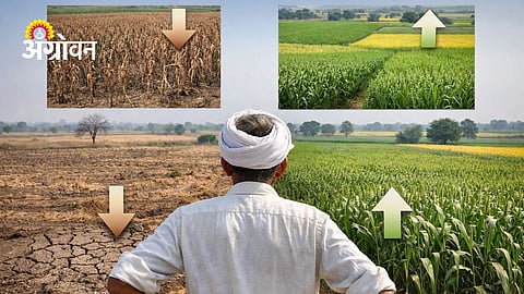 Rabi Crops