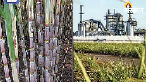 Sugarcane Crushing Season