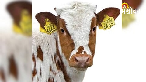 Livestock Ear Tagging