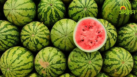 Watermelon