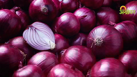 Onion Market