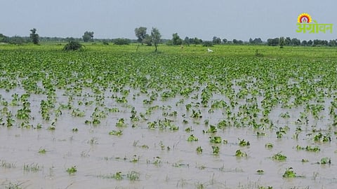 Crop Damage Compensation