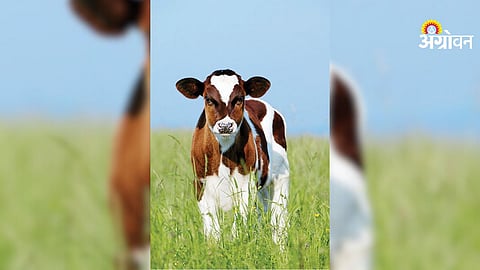 Artificial Insemination