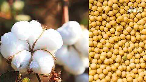 Cotton Production Decline