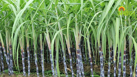 Sugarcane Cultivation