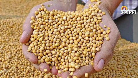 Soybean Procurement