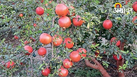Pomegranate Farming Profit 2026