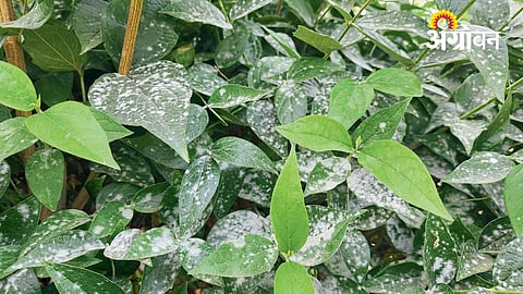 Grape Crop Protection