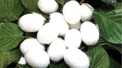 Silk Cocoons