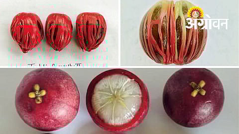 New Crop Varieties Innovation