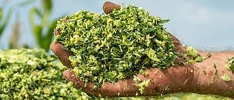 Green Fodder Shortage