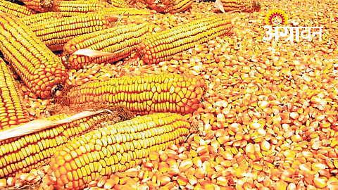 Maize Procurement