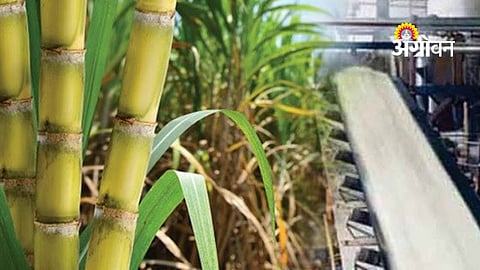 Sugarcane Crushing Season