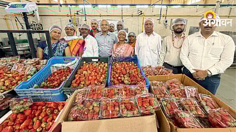 Strawberry in School Diet