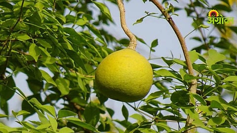 Bael Tree Conservation