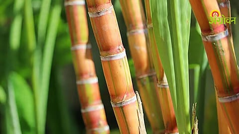 Sugarcane Bill