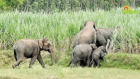 Wildlife Crop Damage