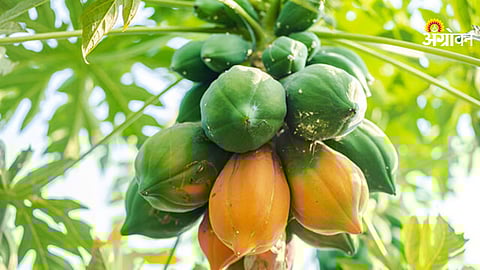 Papaya
