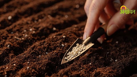 Summer Sesame Sowing