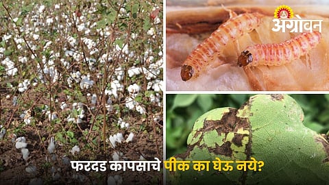 Disadvantages of Fardad Cotton