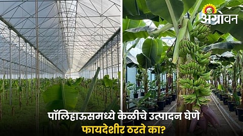 Banana Protected Cultivation