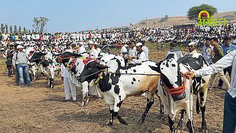 Livestock Eexhibition