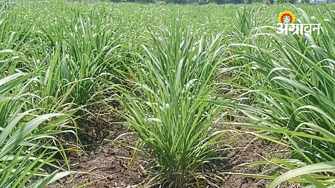 Sugarcane Management