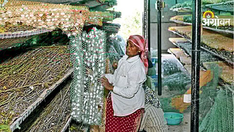 Silk Industry
