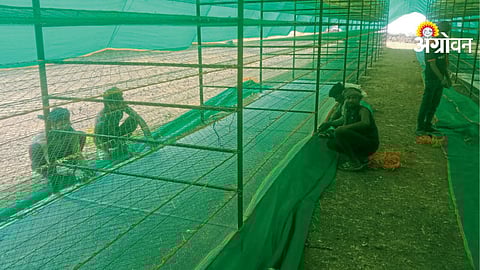 Raisin Processing Shed