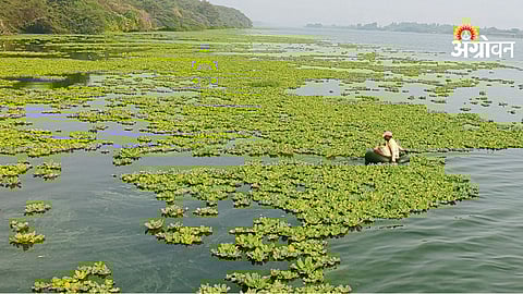 water hyacinth is destroying the livelihood of fishermen in Maharashtra