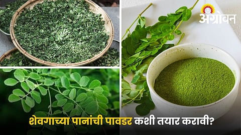 Shevaga Leaf Business