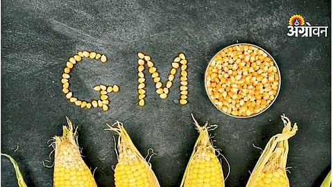 GM Crops