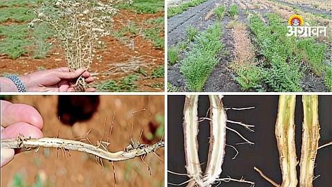 Chana Crop Protection