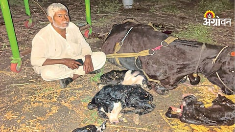Rare incident of a cow giving birth to four calves in Vashi Satwaiwadi
