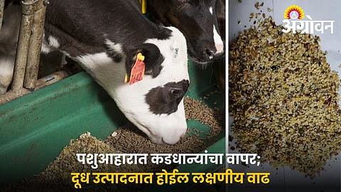 Pulses In Animal Nutrition