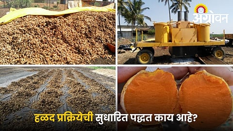 Improved turmeric processing method for farmers