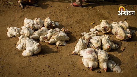 Bird flu outbreak in Sodam Mandal Andhra Pradesh