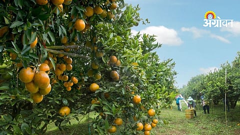 Orange Farming Crisis 2026