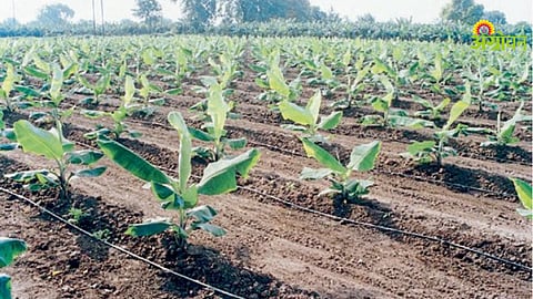 Banana Crop Insurance Fraud