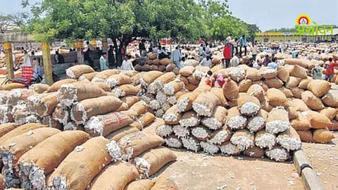 Parbhani Hingoli Cotton Update