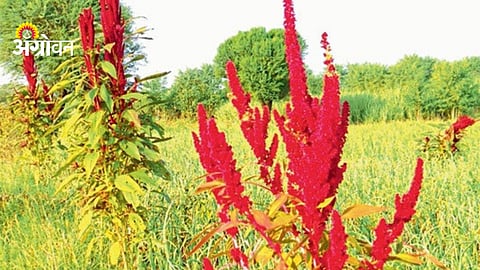 amaranth as intercrop with onion and wheat