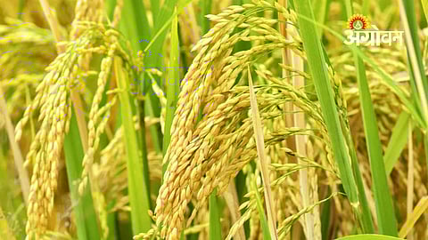 Kerala government bonus for paddy farmers