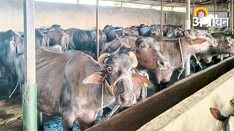 MTech graduate starting dairy farming