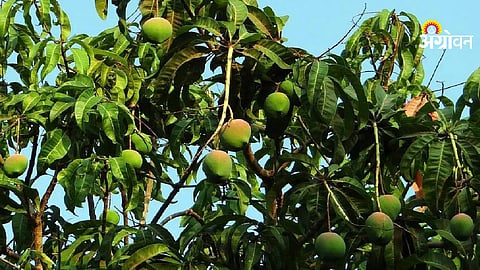 Mango Farmers