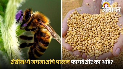 Benefits of beekeeping in agriculture